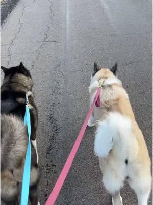 It was so nice out today! #akitas #americanakita #fyp #puppies #akitapuppies #borderterrier #dogsogtiktok #dogcommunity #fyp #theneighbourhood 