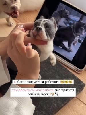 Работа мечты? 🤔❤️ #творчествовтикток #артвтикток #булли #americanbully