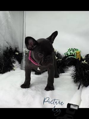 Gorgeous Cocoa female! Picture day!!! How did she do?!!#foryoupage #photoshoot #fyp #knuckleheadbullies #frenchbulldog #cocoa 