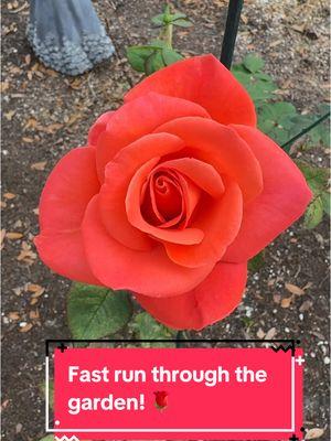 Decided to run tge through the garden on my break to show off these beautiful blooms! #creatorsearchinsights #thankfulgratefulblessed #gardening #gardeningtiktok #roses #rose #rosegarden 