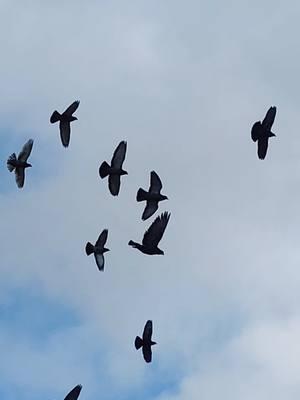 Friday December 27 2024, a cloudy day out for the pigeons.  #dailyjournal #arkansas #weekendroutine #pigeon #pigeonlady #pigeonlover #pigeonlovers #pigeontok #pigeontiktok #pigeons #pigeons4u #pigeonsoftiktok #pigeonslover #pigeonslovers #pigeonsloversofallkinds #pigeons🐣🕊️😍🤩🤗 #pigeonsflying 