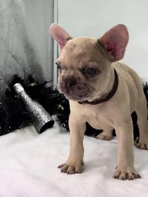 Pretty dog check! He wasn’t too thrilled with pictures but I think he did a good job! What about you?!#foryoupage #photoshoot #knuckleheadbullies #fyp #frenchbulldog #cocoa #puppylove 