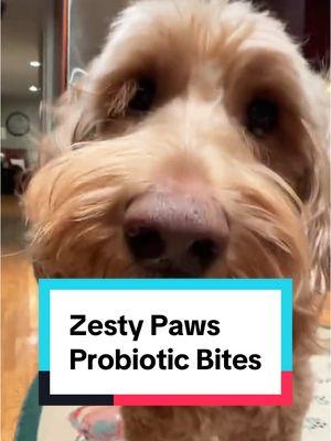 Since Doug & Wally have been taking these Zesty Paws Probiotic bites they’ve been having less tummy problems and have much fresher breath. Plus they must taste great because they eat them up like they are treats! #dog #dogsoftiktok #over40 #genx #goldendoodle #dogmom #dogprobiotic 