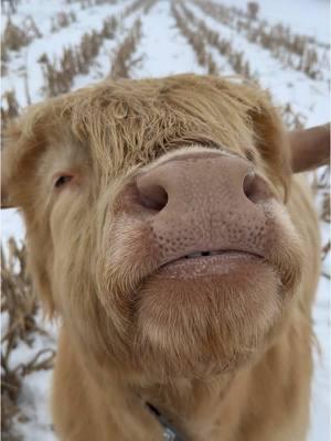 this cow is my dream #foryourpage #viraltiktok #highlandcow #cowsoftiktok #minicow #countrygirl #animalsoftiktok #PetsOfTikTok #animallover #dayinmylife #cuteness #adorableanimals #cow #peaceful #relaxingvideos 