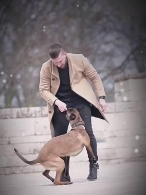 #tactical #k9 #dogsoftiktok #hundetraining #hundevideos #DogTraining #k9 #fyp 