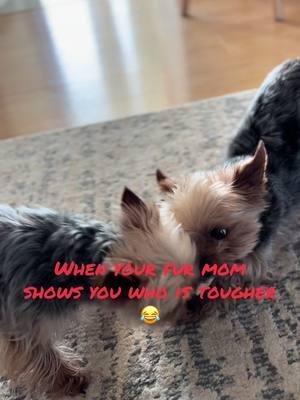 Teacup Yorkie fur mom doesn’t mess around 😂#teacupyorkie #yorkie #dog #shellysyorkiesandslots 