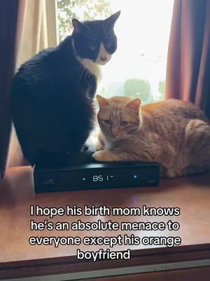 They are not brothers, they are boyfriends - - #brotherfromanothermother #tuxedocat #orangecat #orangetabby #beautifulboy 