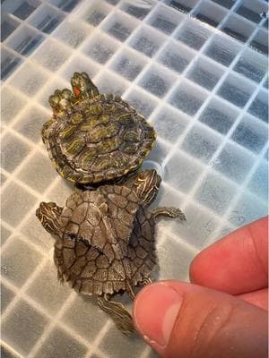 Who controls what⁉️ Two Headed Turtle‼️  ##twobeaded##twoheadedturtle##reptiles##aquaterra##reptile##aquaterraexoticpets