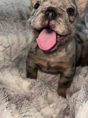 #fluffyfrenchie #fluffyfrenchbulldog 