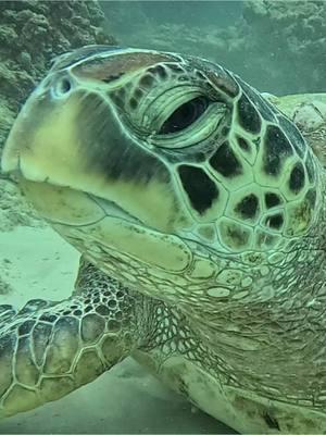 #scuba #padi #honu