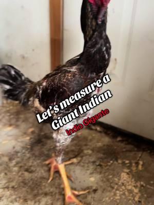 Let’s measure our #indiogigante #giantindian #rarebreed #giantchicken #chicktok #chickensoftiktok #chickensofinstagram #funfacts #fyp #giant 