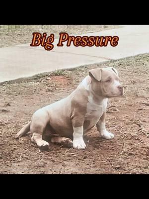 2❌Golden Child 6❌ Grimm #fyp #viral #Abkc #americanbully #rockoblood #pocketbully #brc #icbr #americanbullyofficial #fypシ #extremebulls #americanbullypuppy #americanbullypocket #americanbully_oficial #americanbullylover #grimmblood #goldenchildblood 