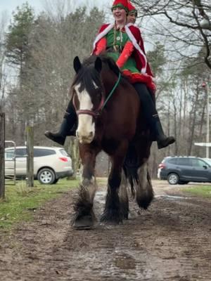 Big boy needs a beat for each step #clydesdale #charlie #equestrianlife #horsebackriding #bighorses #bighorse #drafthorse #christmaself 