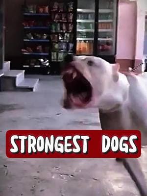 Strongest Dog Breeds 💪 🐾 #fyp #animals #dogs #strongestdogs #kangal #canecorso #dogoargentinousa