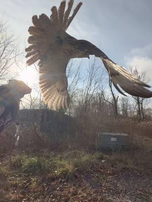 Morning hunt with Roach and Satu the red tailed hawk.  #falconry #redtailedhawk #huntingdogs #jagdterrier #terrier 