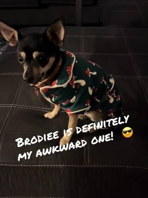 #sociallyawkward #brodiee #bro #brodieodie #brodierexbrook #chihuahuastiktok #chihuahua #romeysworld #foryoupage 