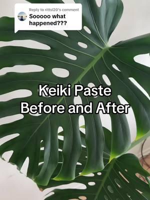 Replying to @rittsl20 I keep it real here! #propagatingplants #monstera #giantplant #keikipaste 