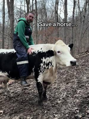 @Jesse #fypシ゚ #foryoupage❤️❤️ #fyppppppppppppppppppppppp #dairyfarmer #lineback #farmers #dairy #saveahorse #petcow