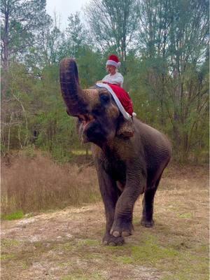 #elephant #animal #animallover #tiktok #animalsoftiktok #Love #multispeciesherd #interspeciesfamily #mybestfriendisanelephant #christmas #animalfamily 