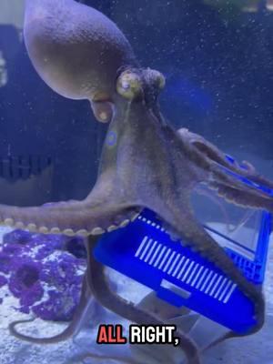 🐙🔵 Watch Ariel the genius octopus solve the clam puzzle in seconds! 🎄🦑 #OctopusGenius #UnderwaterFeast #ArielTheOctopus #octopus