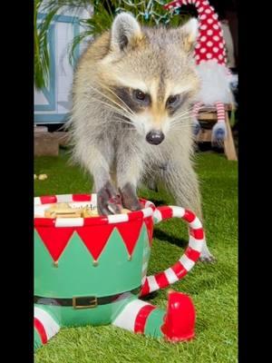 Raccoons are eating cookies from a Big Christmas cup #christmas #merrychristmas #raccoonlife #theraccoonvillage #raccoonsoftiktok #raccoon #eating #babyraccoon #fyp @The Raccoon Village @The Raccoon Village 