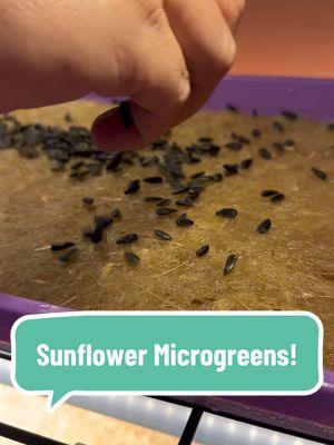 Excited to try something new! We are starting sunflower microgreens today!  Even though sunflowers are one of the most common microgreens, we actually haven’t done these ourselves yet!  Have you all grown sunflower microgreens before? If so, what have you eaten them with? #growfood #growyourfood #growyourownfood #gardening #growingfood #vegetablegarden #vegetable #fromseedtospoon #seedtospoon #growfoodnotlawns #letsgrowsomethinggood #microgreens #sunflowermicrogreens 