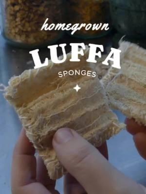 How I grow AND sew my own sponges! Luffa does not come from the ocean! That would be a sea sponge! But it is pretty easy to grow In really hot climates!  Ditch the plastic sponges and opt for a more sustainable and easy to use option! #luffa #loofahsponge #loofa #gardendiy #DIY #texasgardening #gardentok 