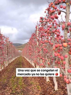 Millones de manzanas fuji #fruit #usa #farmlife #trabajo #agricultura #fruit #tree #apple #farm 