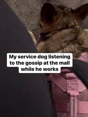 Dinner and a show for him! I wonder what they were saying #Cardiacalertdog #seizurealertdog #migrainealertdog #workingdog #wlgsd #germanshepherd #DogTraining #ambulatorywheelchairuser #mcas #ehlersdanlossyndrome #pots #fnd