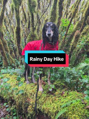 I love a good rainy day hike! The rain shouldn't stop you from exploring the outdoors! #saluki #salukioftheworld #salukioftiktok #sighthound #sighthoundsoftiktok #hound #houndsoftiktok #hounddog #primitivebreed #pnw #pnwlife #pnwdogs #pnwdogsoftiktok #hikingwithdogs #dogswhohike #dog #dogsoftiktok #dogs #fyp 