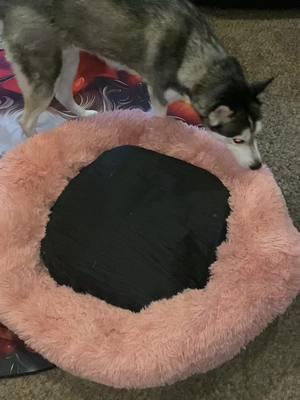 #siberianhusky #siberian #doggiepillow #doggiebed #doglovers #foryourpage #bigreeeed4es #bigreeeed #ladies #