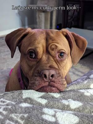 Richard Simmons, is that you? #CapCut #aifilter #curlyhair #doguedebordeaux #frenchmastiff #princessbeatricethemastiff #curlyhairfilter 