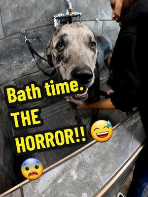 #bath #dogbath #fyp #foryou #foryoupage #dogsoftiktok #pets #floridadog #catahoulamix #dog #rescuedog 