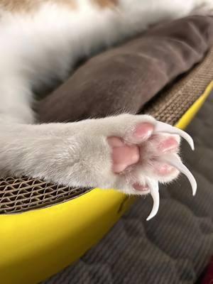 The right scratching board is a must, or you'll end up with shredded curtains, torn sofas, damaged chairs, and scratched hands.😫#TikTokShop #cat #catlover #catproducts #fyp #falldealsforyou #catscratcher #hightech 