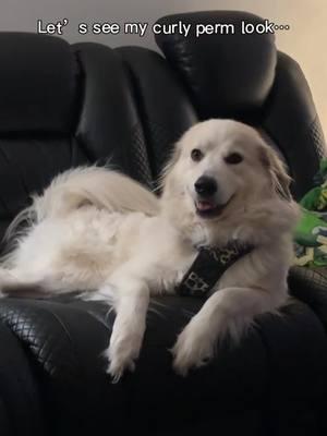 #aifilter #😆#lucy #dogs #dogsoftiktok #dogsofttiktok #dogsoftiktokviral #greatpyrenees #greatpyreneesoftiktok #greatpyreneeslife #funny #perm #mamaof5 #2024 #CapCut #babygirl #funny #trending #