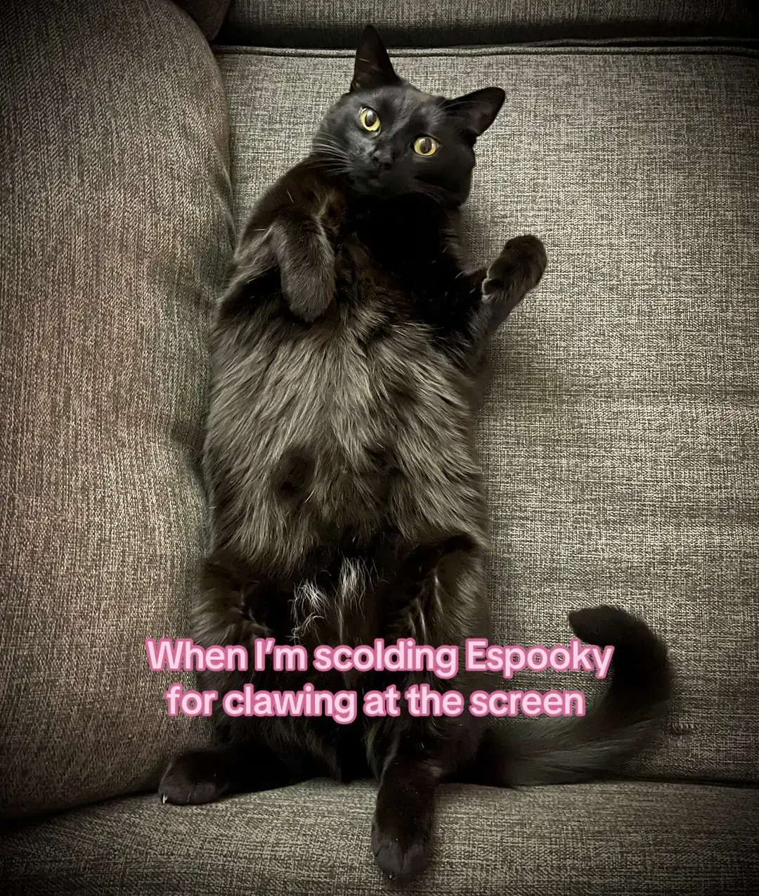 #omgmyshayla #shayla #blackcat #blackcats #blackcatsoftiktok #blackcatsaregoodluck #espooky 