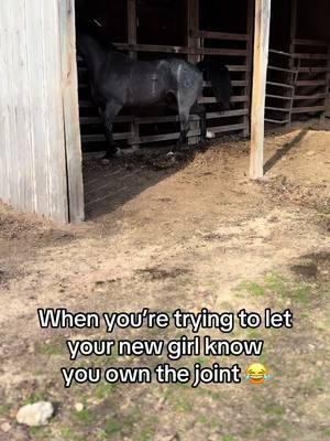 Turning Pepper put woth Skid. Stallion and mare behavior. #horsebehavior #vocalization #equinevocalization #staliionbehavior #stallion #skidrowblues #aqhastallion 