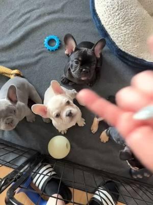 Gotta acclimate the puppies to any and all situations including an owner that blares #sleeptoken 😂🖤 #hilinefrenchies #healthtested #frenchiesoftiktok #frenchie #frenchbulldog #frenchiepuppy #takemebacktoeden 