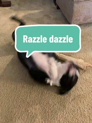 Razzle dazzle #winnietheboston #eddietheboston #bessietheboston #bostonterrier #bostonterrierbrigade #bostonbrigade 