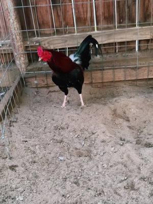 Kelso #gallo #ranchero #gamefowl #gallosamericanos🇺🇲🐓🇲🇽 #galleros #gallofino #kelsogamefowl 