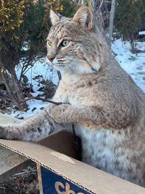 Manka in a box with a chewing stick #purrfection #bobcat #cutestcat #chonkycat 