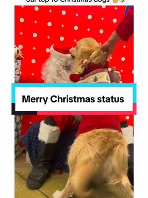 Merry Christmas status! #cutedog #christmas #cutedogs #dog #christmasdogs #creatorsearchinsights 