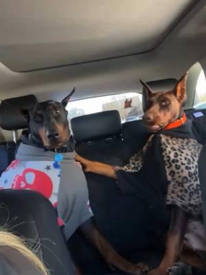 The drama continues😭😭😂 and before anyone comments my phone was propped up & they always do this with each other! #foryou #foryoupage #fyp #fypシ #dogs #dogsiblings #doberman #dobermanpinscher #dobie #dobies #dobiesofinstagram #dobiesofig #reddoberman #drama #Repost @caesar_cleopatra_ ・・・