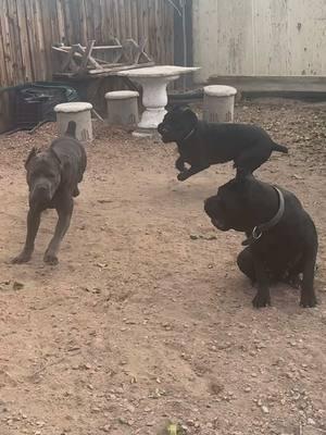 The yard is always Active when the dogs are out #bigdogsoftiktok #canecorso #canecorsoforlife #canecorsoitaliano #doglife #doglover #fyp  #PetsOfTikTok #cane #puppiesoftiktok #guarddogs #dogoftheday #loverdog #protectiondog #workingdog 