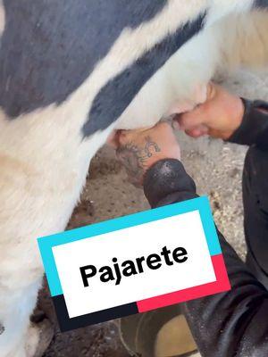 #pajarete #cow #milk #tequilajalisco🇲🇽 @AlejandrayJavi 