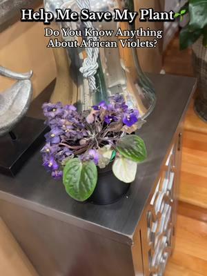 Can you help me save my African violet? I’m not sure what happened. She started blooming and was doing so well over the past few months. About three weeks ago she started blooming and then about a week ago, She started shriveling up. She’s been getting watered regularly. I sometimes put a little bit of plant food in her, but I’m not sure what happened. I’m so sad. Please help. #fyp #plantmom #africanviolet #violet #helpmesavemyplant #greenthumb #houseplants #plantmom #plantsoftiktok🌱 #plantlover #dst #deltatiktok  #dst1913 #planttips #plantlover 