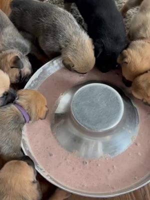 Los cachorros comiendo solos #valerodogtrainingK9 #traingdog #adoption #DogTraining #puppy 