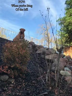 He’s king of the hill 👑 #kingofthehill #mydog #california #bocephusthedogue 