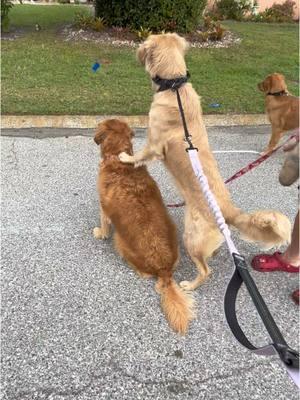 Walkies with Clover. That first squirrel was taunting her. #walkies #goldenpuppy #goldenretriever 