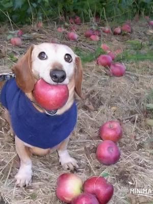 #dogapple #appledog #dogwithapple #apple #dog #meme #foryoupage #fypシ 